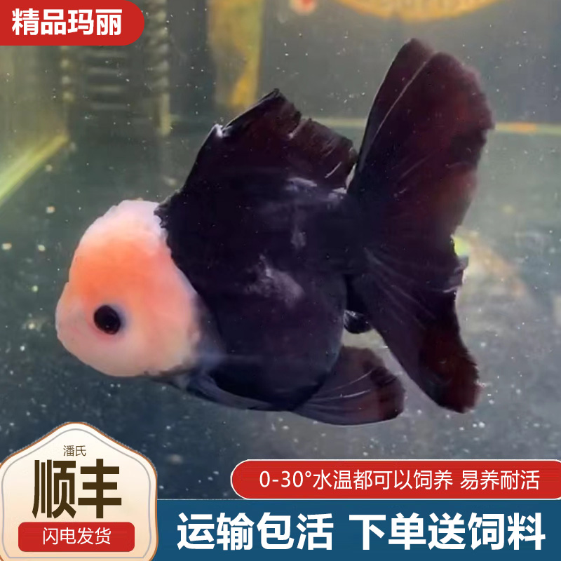 熊猫玛丽泰狮将军元宝金鱼精品元宝狮活鱼进口热带冷水鱼三色耐活