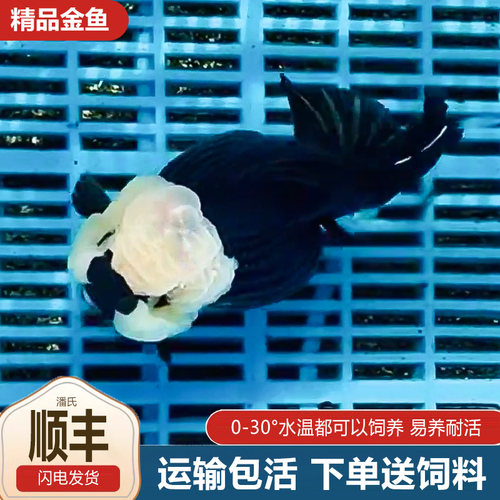 熊猫玛丽泰狮将军元宝金鱼元宝狮活鱼波妞进口热带冷水鱼赛级广温