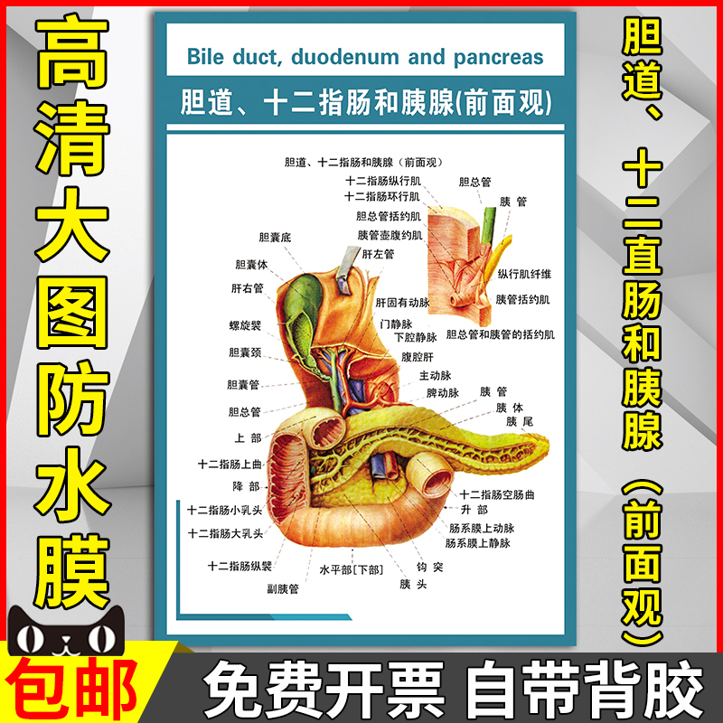 胆道十二指肠和胰腺前面观海报医院科室人体结构解剖墙贴挂图宣传