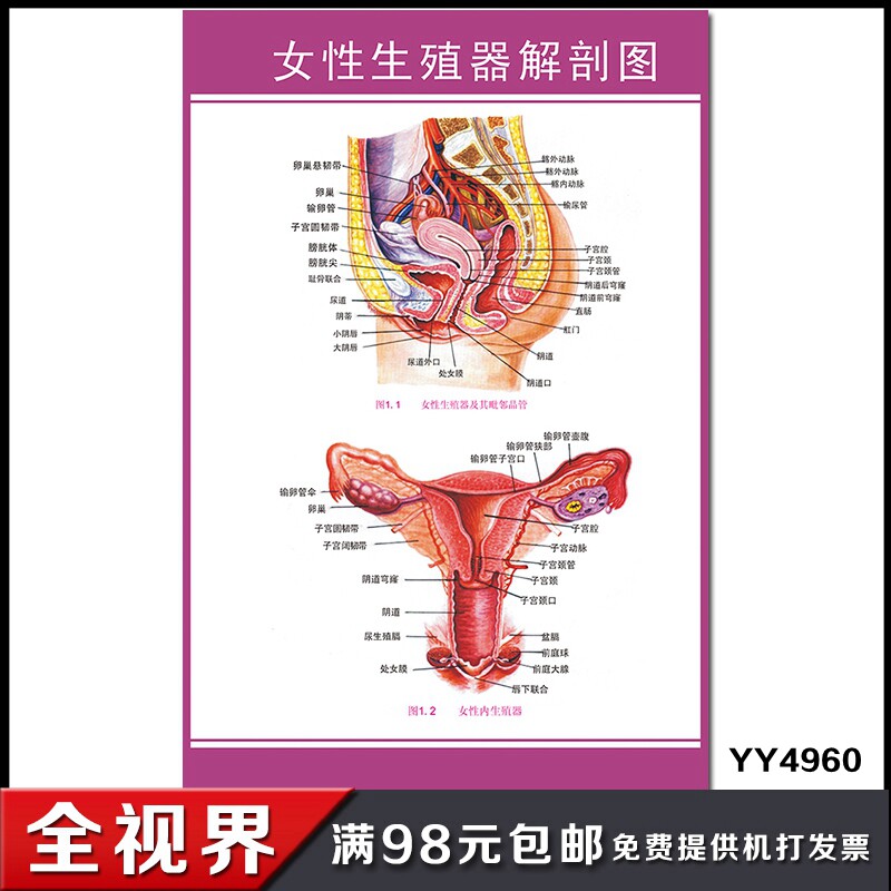 女性生殖器结构解剖挂图 医院妇科医用墙贴海报 女性健康诊疗挂画