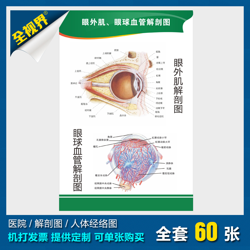 医院眼科科室装饰挂画 人体经络挂图 眼外肌解剖图眼球血管解剖图