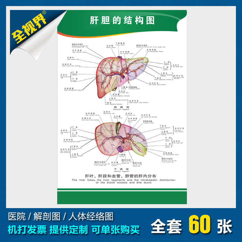 人体系统结构解剖墙贴画挂画 医院医学知识宣传海报 肝胆的结构图