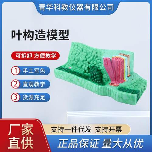 青华叶构造模型初高中植物放大展示解剖模型生物教学仪器实验器材
