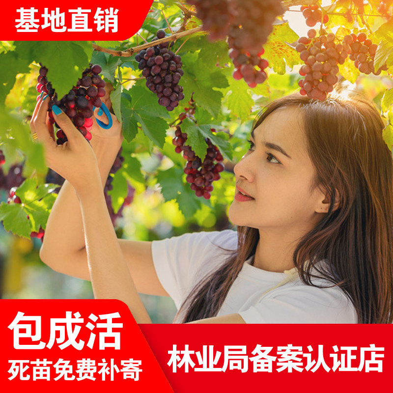 嫁接葡萄树苗特大爬藤南北方种植