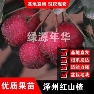 泽州红山楂新品种树苗盆栽地栽嫁接活苗南北方种植泽州红山楂果苗