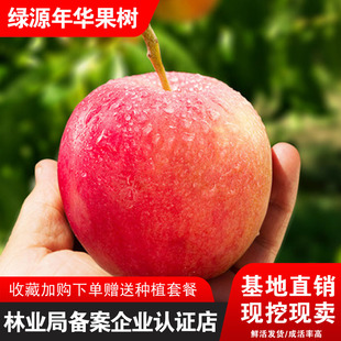 嫁接苹果树苗正宗品种嘎拉苹果苗红嘎拉皇家嘎啦苹果苗南北方种植