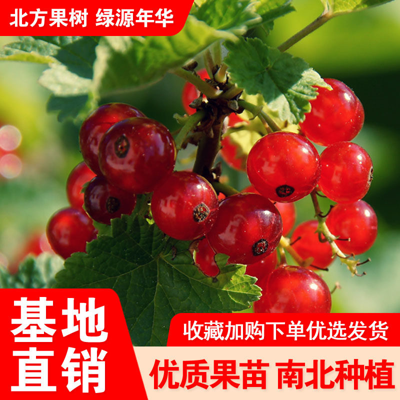 东北红醋栗果苗灯笼果苗红加仑苗红豆苗盆栽地栽南北方种植果树苗