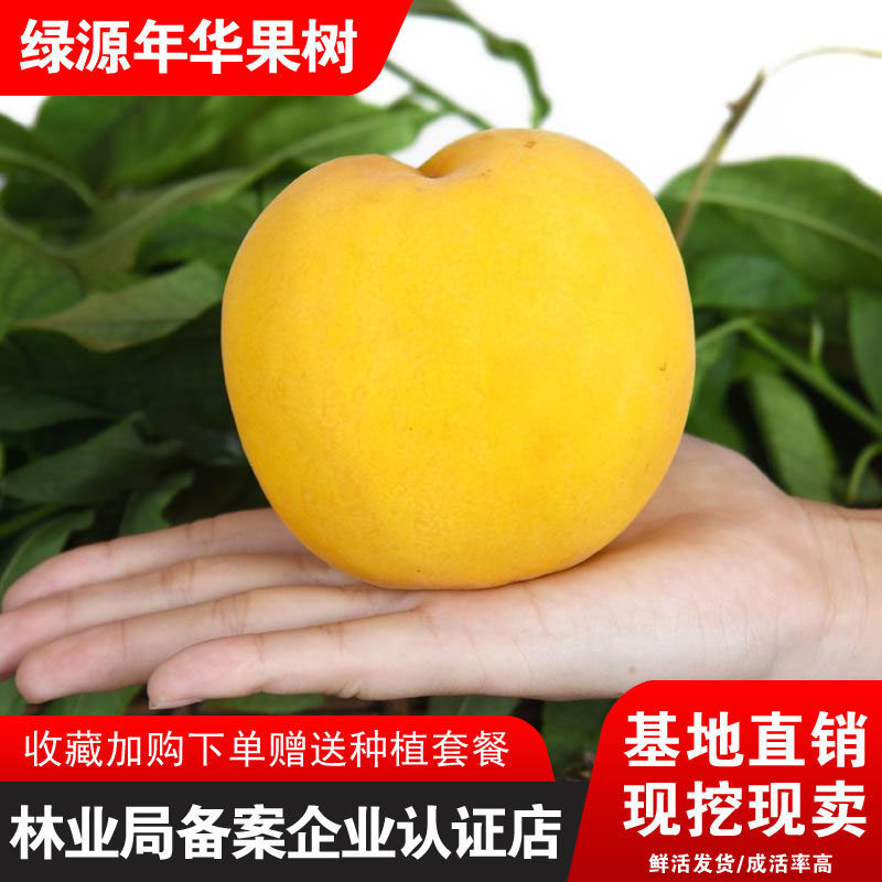 黄桃桃树苗盆栽地栽新品种黄桃特大香甜品种南北方种植黄桃结果苗