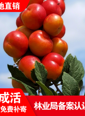 钙果苗新品种南北方种植盆栽地栽钙果欧李名贵耐寒果树苗补钙之星