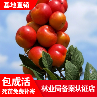 钙果苗新品种南北方种植盆栽地栽钙果欧李名贵耐寒果树苗补钙之星