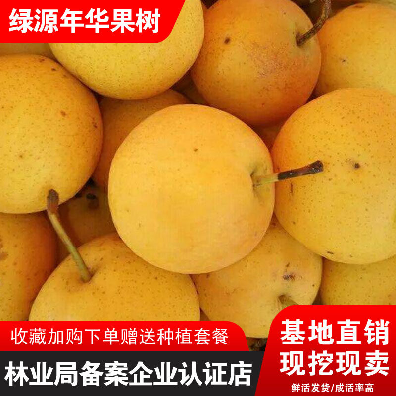 安梨树苗嫁接果树苗盆栽地栽酸梨东北冻梨安梨细皮酸梨南北方种植