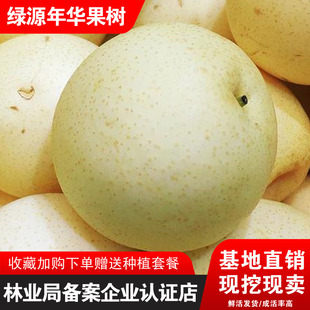 绥中大白梨树苗嫁接梨树活苗辽宁白梨品种盆栽地栽南北方种植结果