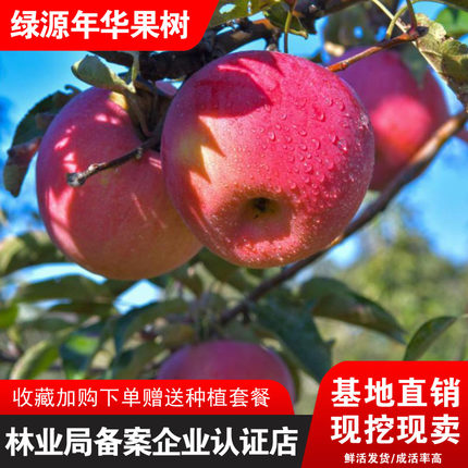 国光苹果树苗嫁接盆栽地栽辽宁品种经典小国光苹果苗耐寒南北种植