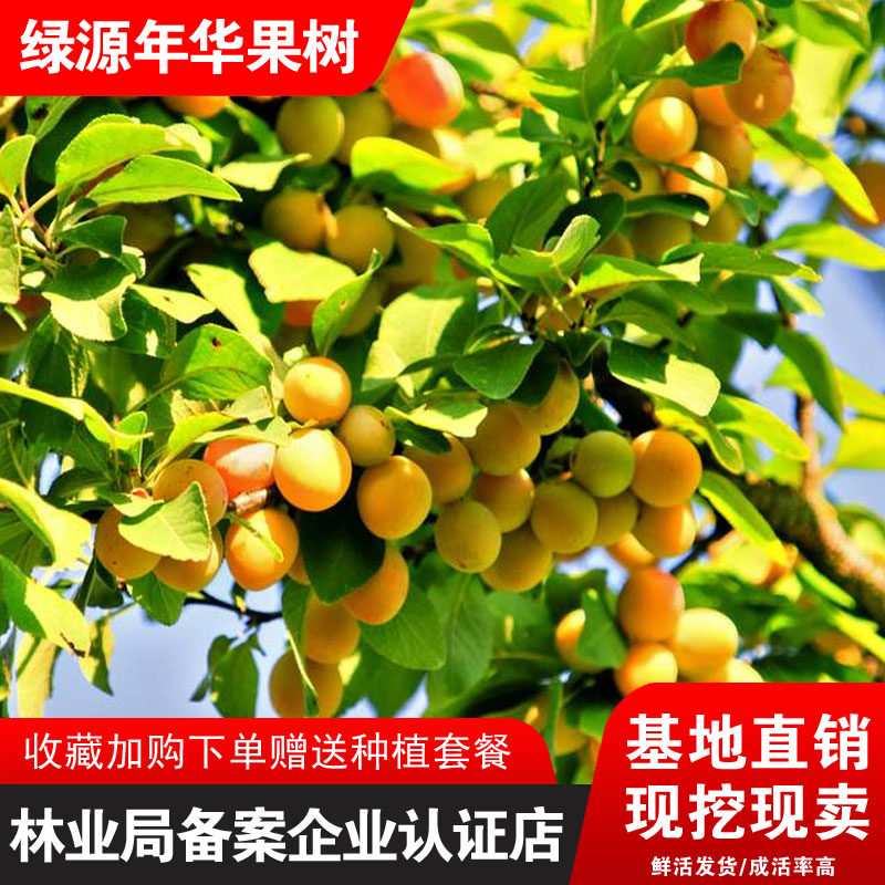 香蕉李子树苗嫁接盆栽地栽南北种植珍贵品种独特口味黄李子结果苗
