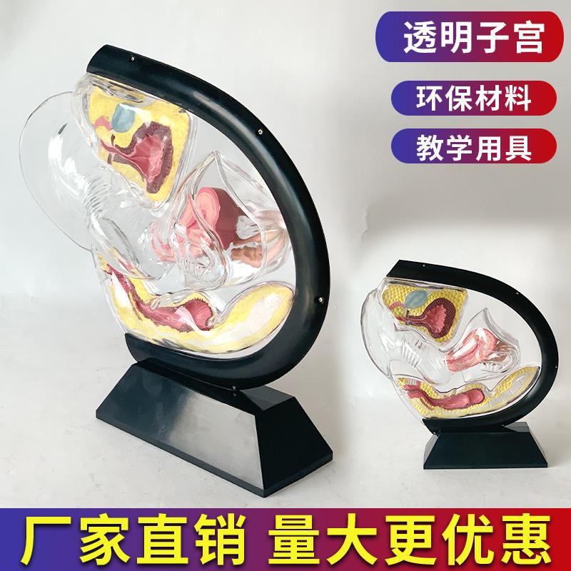 人体透明可视子宫模型膀胱直肠尾骨盆腔腹腔宫腔卵巢外阴道避孕