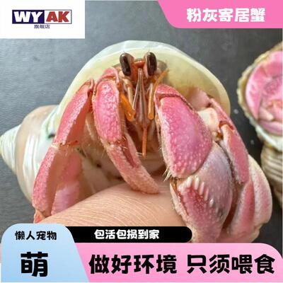 寄居蟹养殖套装粉灰陆居懒人迷你宠物新手好养桌面网红宠物小豆丁