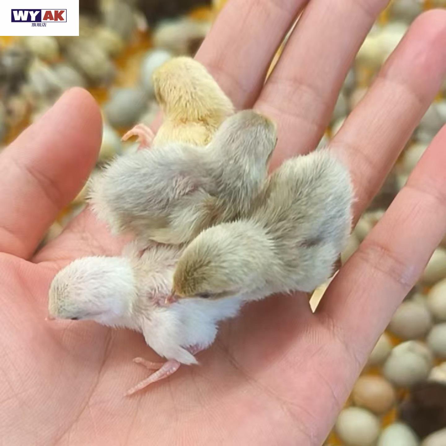 鹦鹉蛋受精可孵化德系芦丁鸡种宠物鸡迷你鸡观赏鸡种的