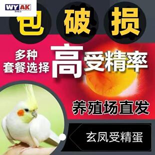 鹦鹉蛋受精可孵化玄凤玄凤虎皮高率可人工孵种