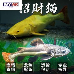 魚黃金活黑金色紅尾鯰苗熱帶觀賞大小型狗仔鯨