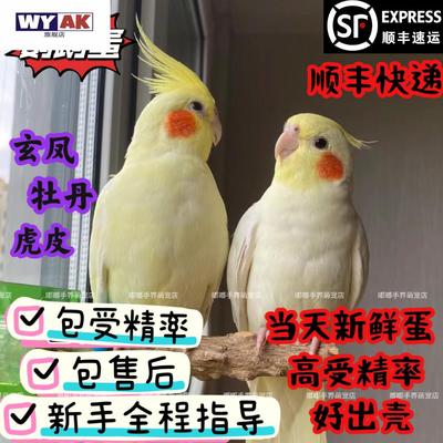 鹦鹉蛋受精可孵化玄风蛋种蛋鸟蛋可人工孵化宠物蛋