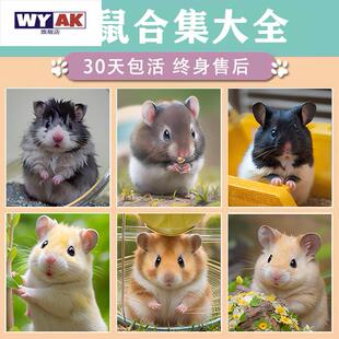 仓鼠活物小已打疫苗家养金丝熊三线银狐布丁公婆奶茶可选公母