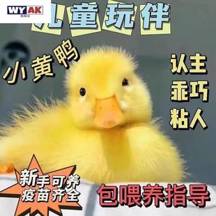 小鸭子活宠物柯达家养体网红家养的可爱迷你鸭观赏