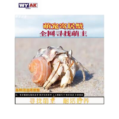 家养寄居蟹陆生宠物小豆丁小辣椒小短腕观赏小螃蟹居家宠