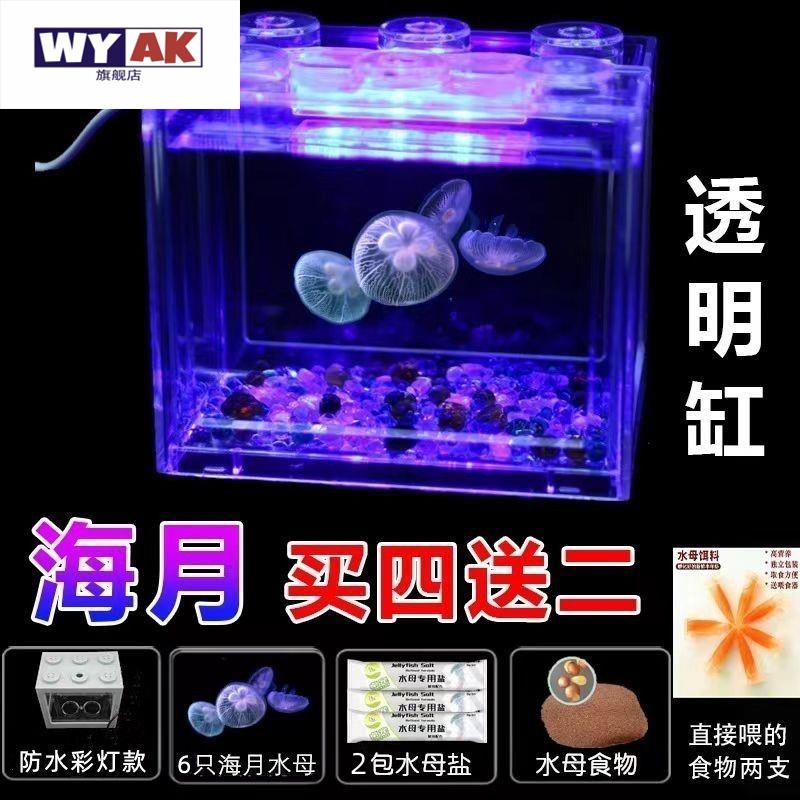 家养小水母活物缸饲养好养儿童适合学生宠物动物迷你懒人宿舍赤月