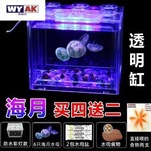 家养小水母活物缸饲养好养儿童适合学生宠物动物迷你懒人宿舍赤月