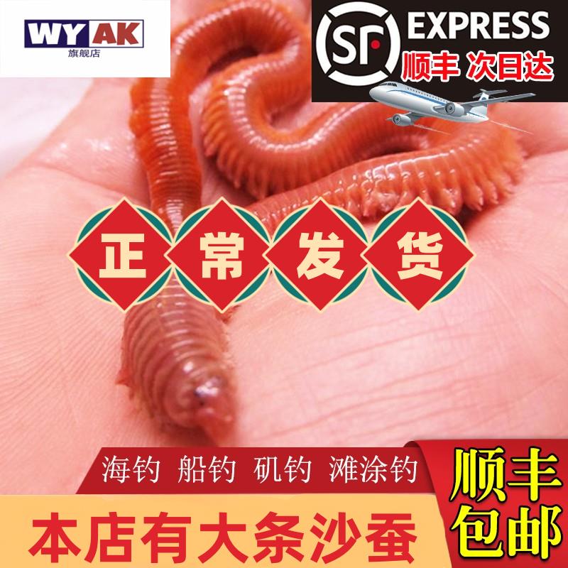 沙虫活沙蚕活饵红虫青虫海蜈蚣蚯蚓海钓包矶钓饵料沙蝉图片