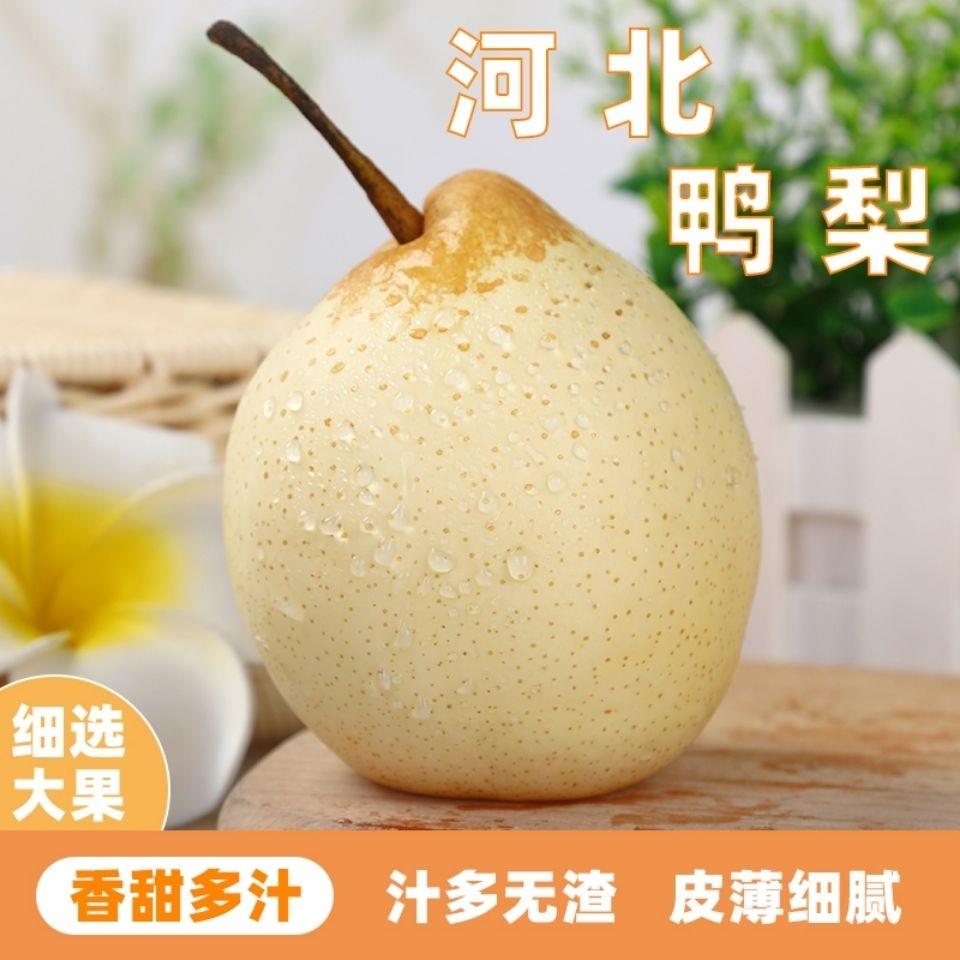 河北正宗鸭梨10斤/5斤/3斤带箱当季水果新鲜梨子皇冠梨鸭梨雪梨