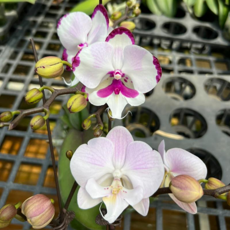 【天空之城】大麦町麦克叔叔3.0寸水苔种植苗有几率返祖