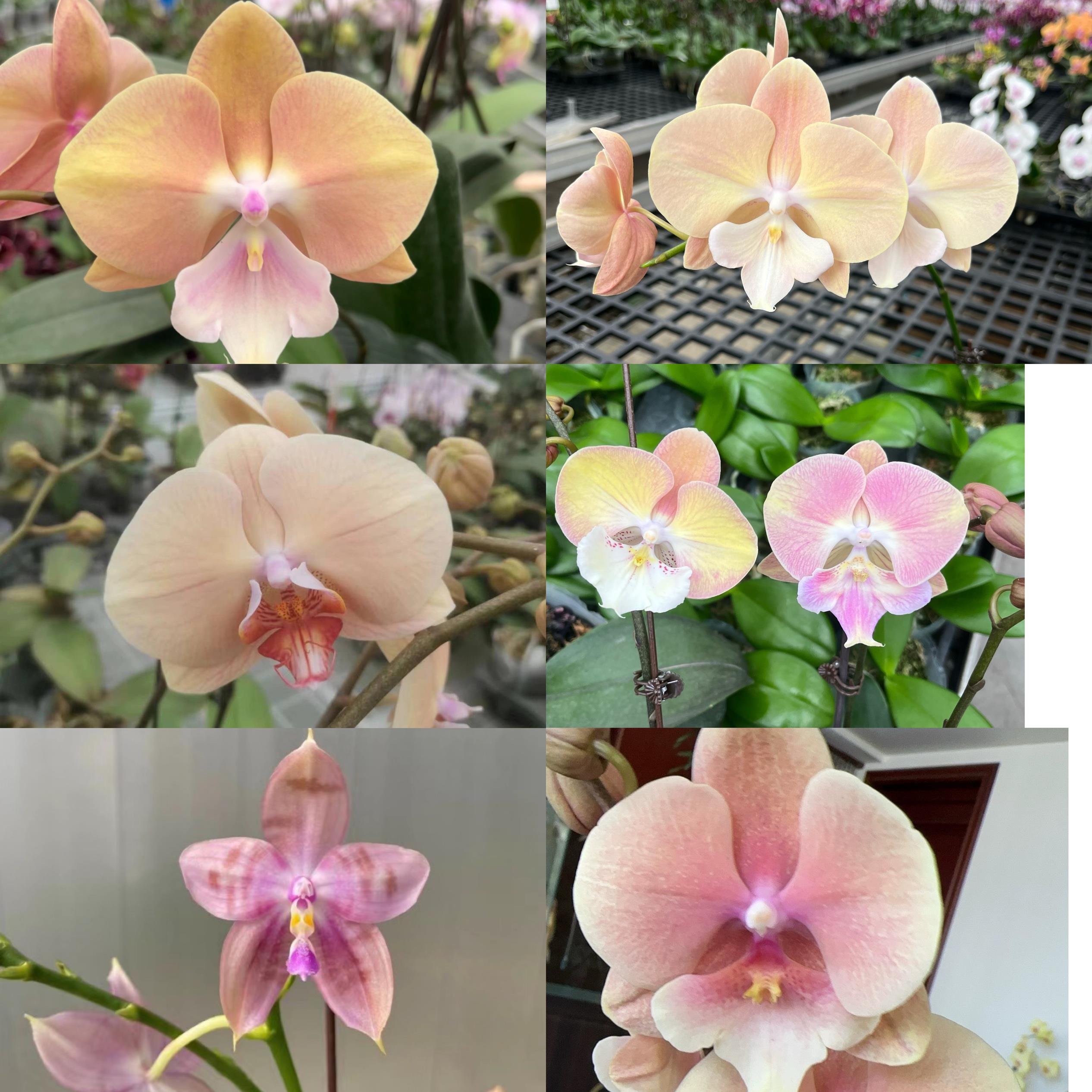 麒麟兰苑1.7寸2.8寸蝴蝶兰苗趣味原生苗鲜花室内植物，花期长