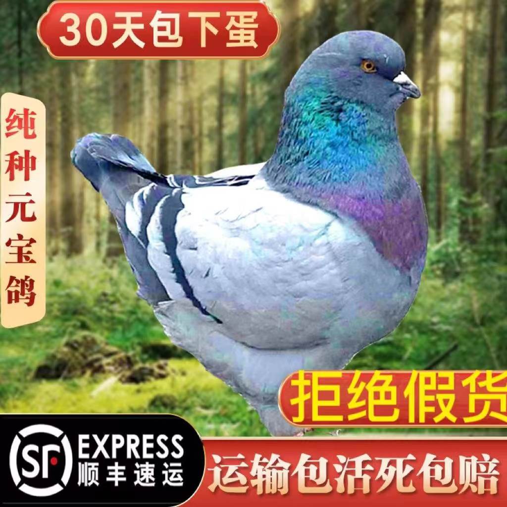 纯种元宝鸽子活公母一对观赏鸽青鸟