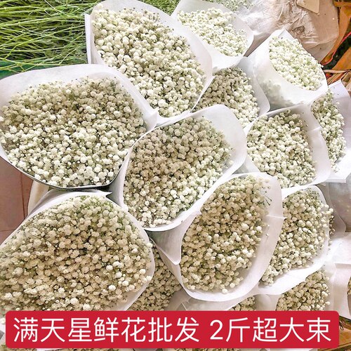 满天星2斤超大束干花花束勿忘我家用客厅家居摆件生日鲜花装饰 - 封面
