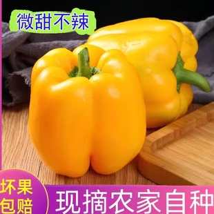 生吃黄椒彩椒新鲜七彩椒甜椒菜椒辣椒圆椒柿子椒五彩椒灯笼椒不辣
