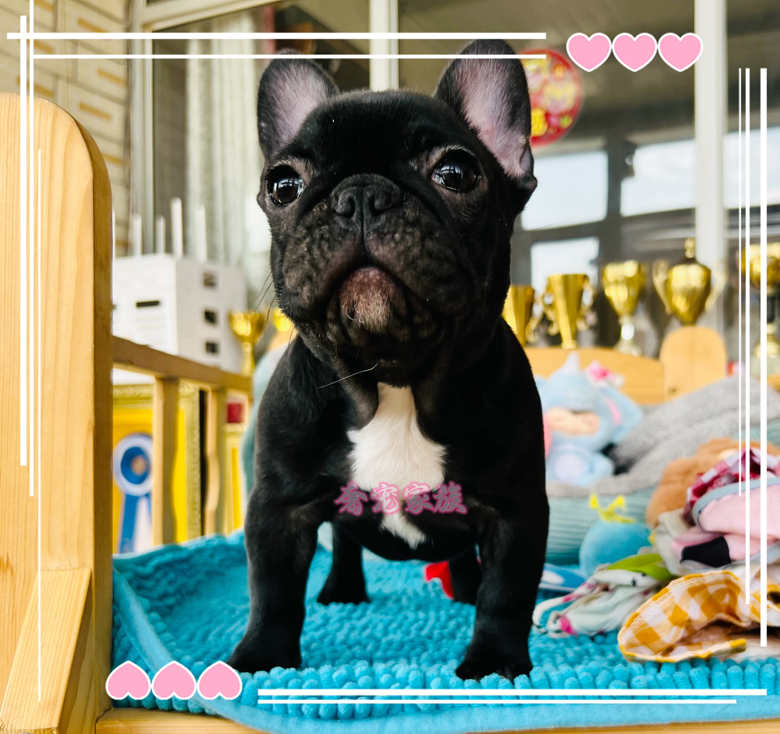 奢宠家族推荐法国斗牛犬超小体虎斑色法斗黑虎斑法牛短体法斗宝宝
