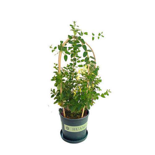 爬藤植物金银花树苗绿植盆栽花卉阳台庭院四季开花常青藤蔓老桩苗