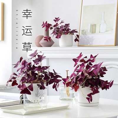 酢浆草盆栽带花奔四季室内小盆栽植物室内桌面少女心观花绿植好 崖崖的百货商行 淘优券