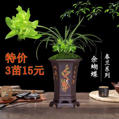 特价兰花盆栽植物室内余蝴蝶香名