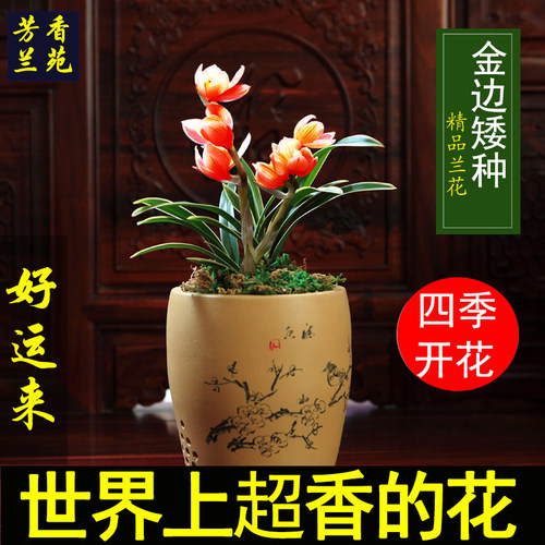 浓香型兰花阳台金边矮种