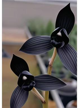 新品春兰品种 黑色花 室内盆栽兰花 开花特香