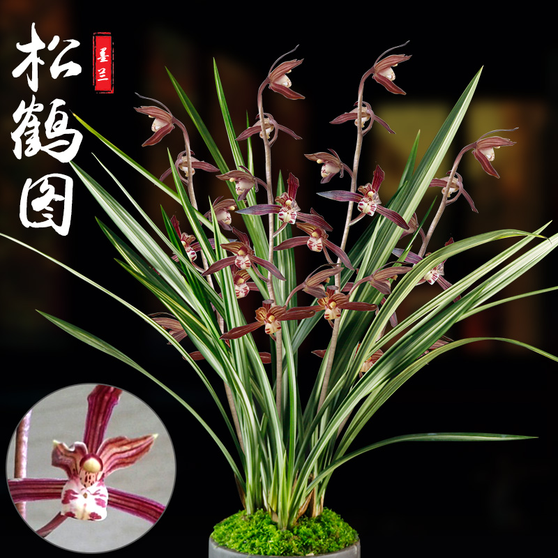 兰花墨兰金边叶艺松鹤图浓香兰草室内花卉绿植盆栽