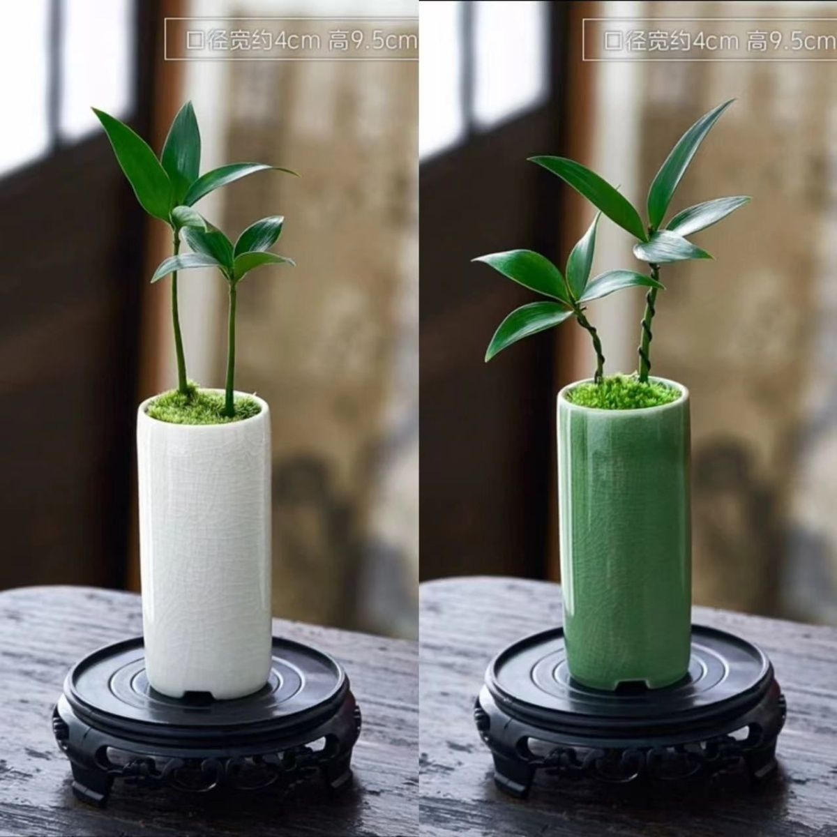 竹柏盆景迷你小盆栽驱蚊水培植物花卉办公室内桌面禅意绿植