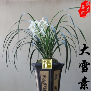 大雪素 兰花云南莲瓣兰名品石鼓大雪素原生种室内盆栽花卉绿植