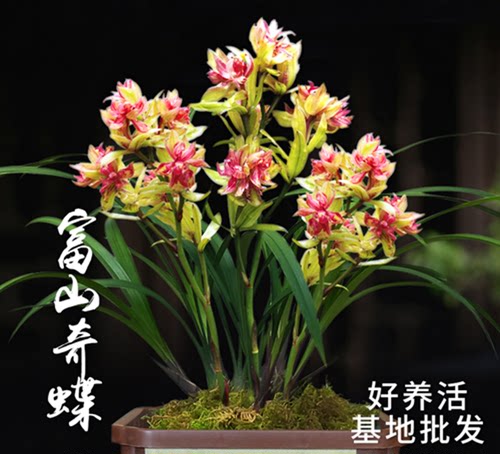富山齐蝶四季兰浓香型
