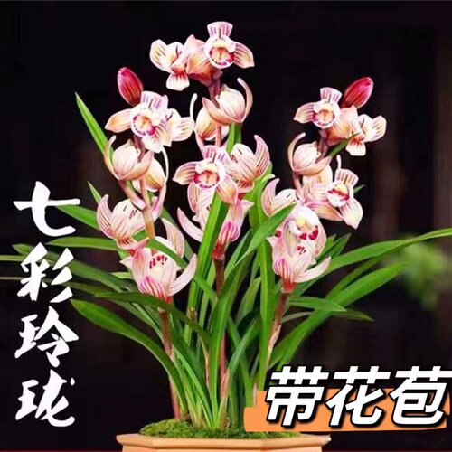 矮种宽叶世界超香兰花
