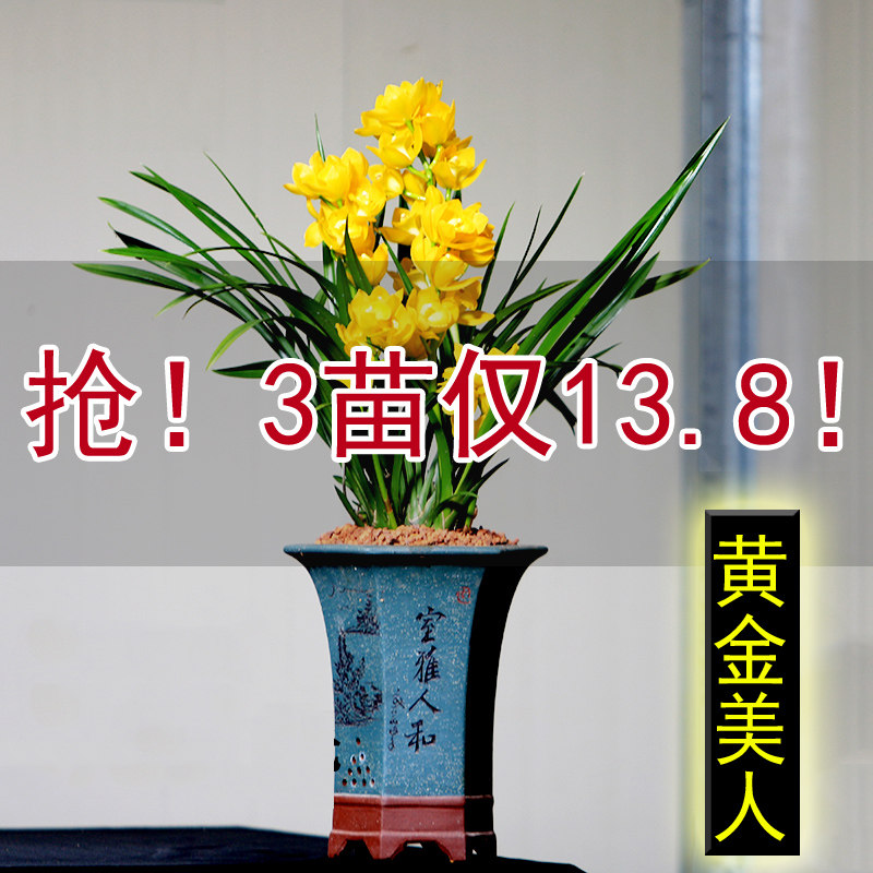 【抢购中】超香兰花苗浓香型建 兰四季兰 黄金美人