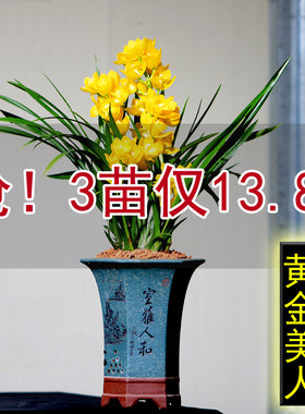抢购中超香黄金美人兰花苗