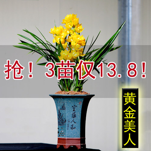 抢购中超香黄金美人兰花苗